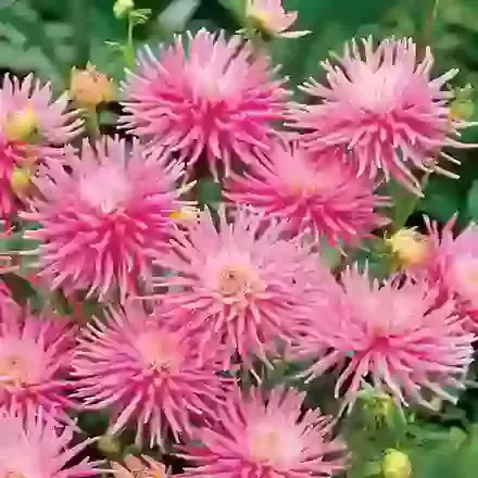 Cactus Dahlias for Bedding